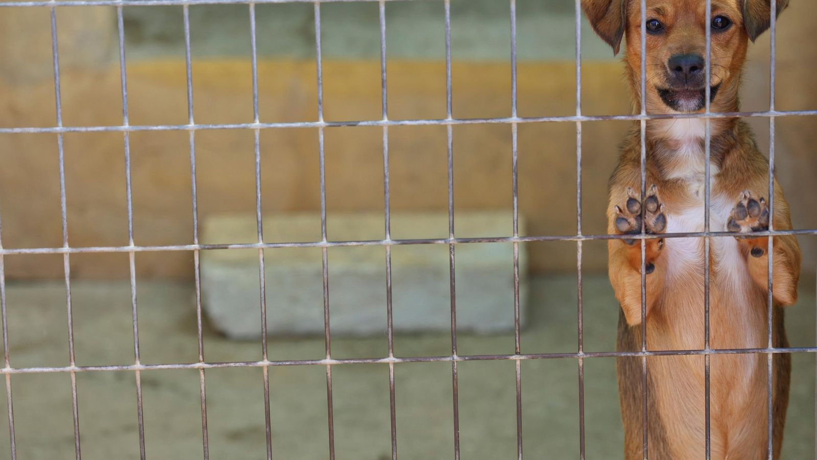 Los perros que buscan familia en la protectora de Animales de Málaga