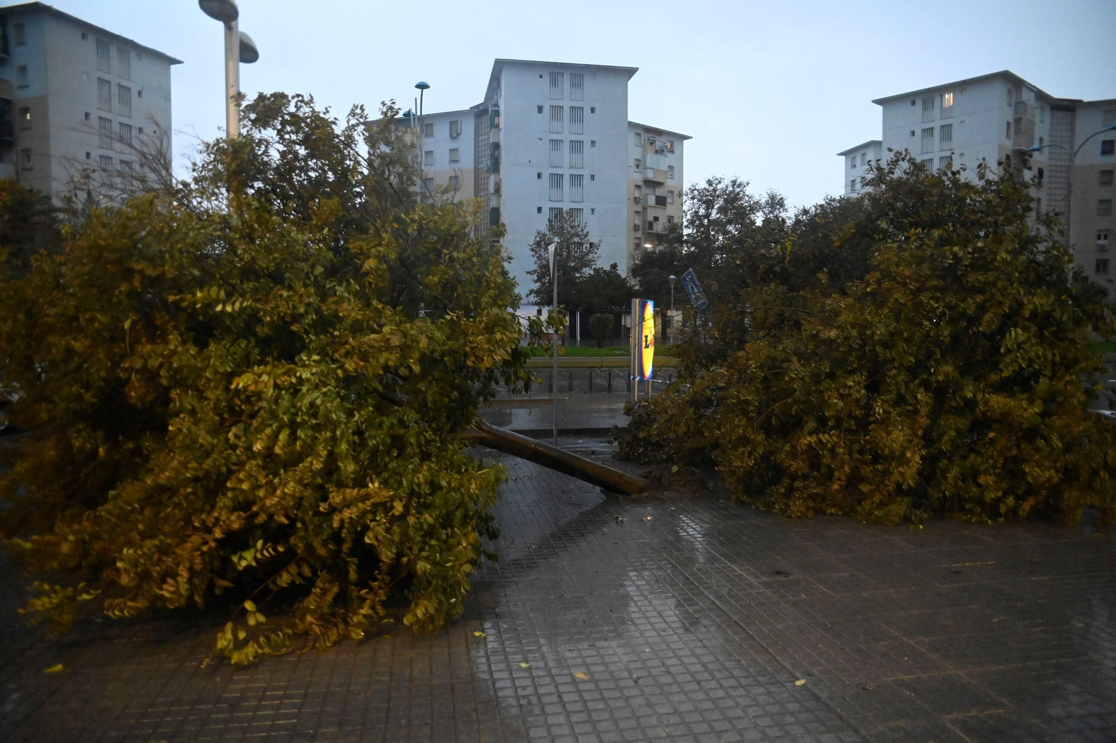 Árboles caídos en el barrio del Sector Sur de la capital cordobesa.
