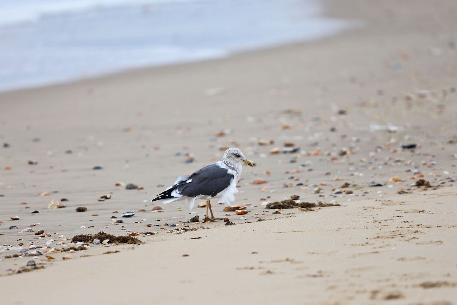 Las fotografías del primer día del años en las playas de Huelva