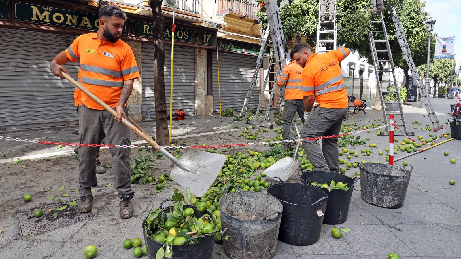 Trabajadores en plena recogida de naranjas en la calle Larga.