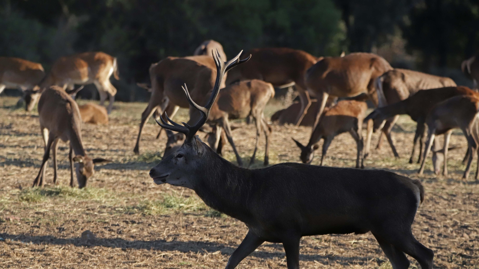 Fotos de la berrea en el Parque Natural de Los Alcornocales
