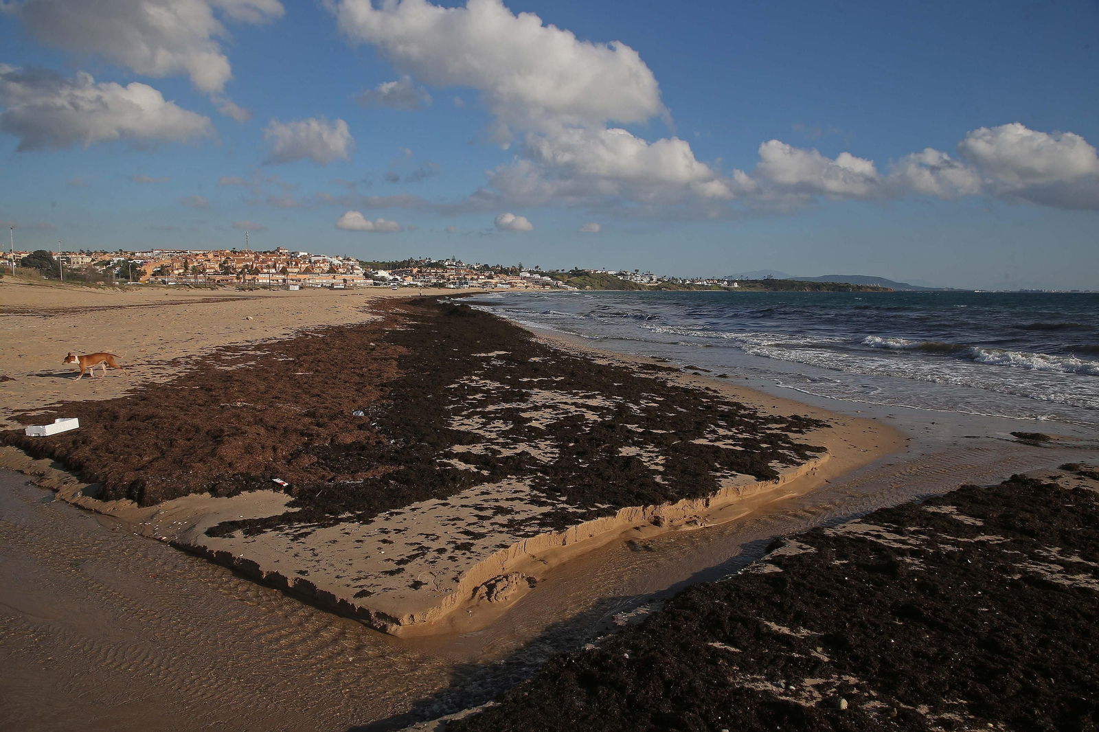 Fotos del alga invasora en la playa de Getares