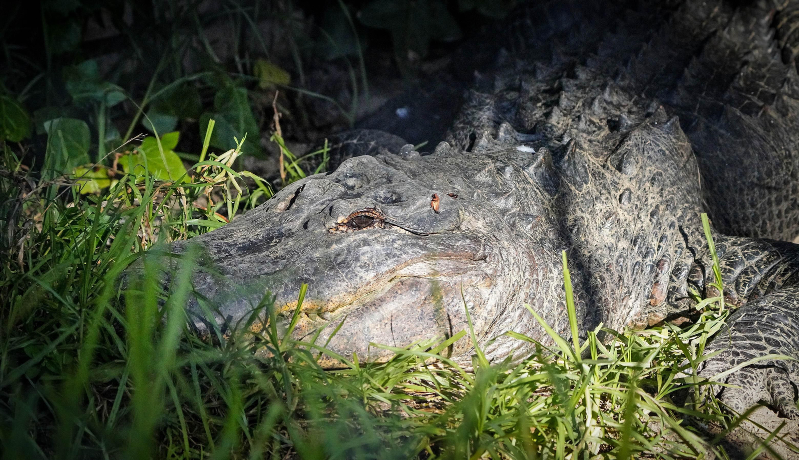 La especial mirada de los animales del Zoo de Jerez
