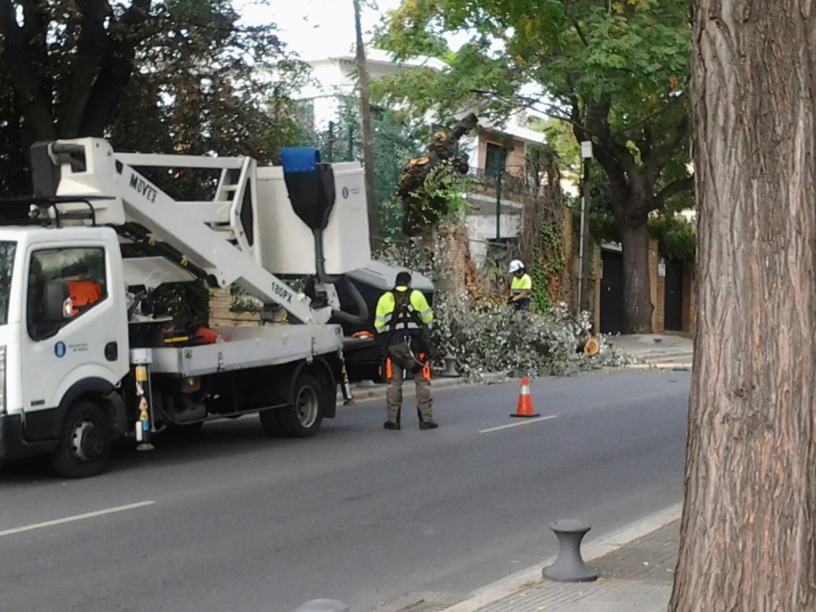 Operarios del Ayuntamiento de Huelva durante la tala de uno de los árboles en la avenida Manuel Siurot, a la altura del IES Diego de Guzmán y Quesada.