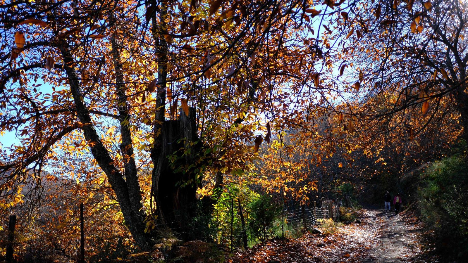 Algunos árboles todavía resisten un imagen.