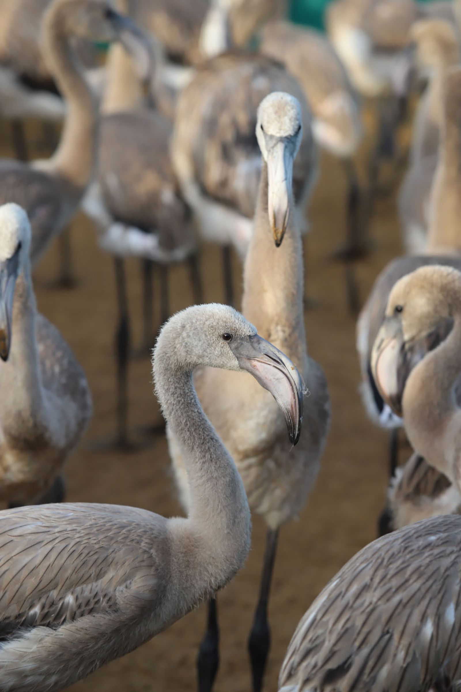 Imágenes del anillamiento de Flamencos en Marismas del Odiel