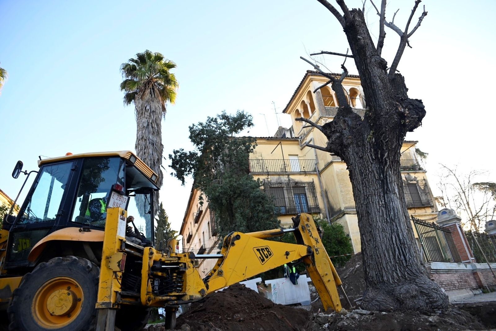 El trasplante del olmo centenario del Marrubial al parque de los Teletubbies de Córdoba, en imágenes