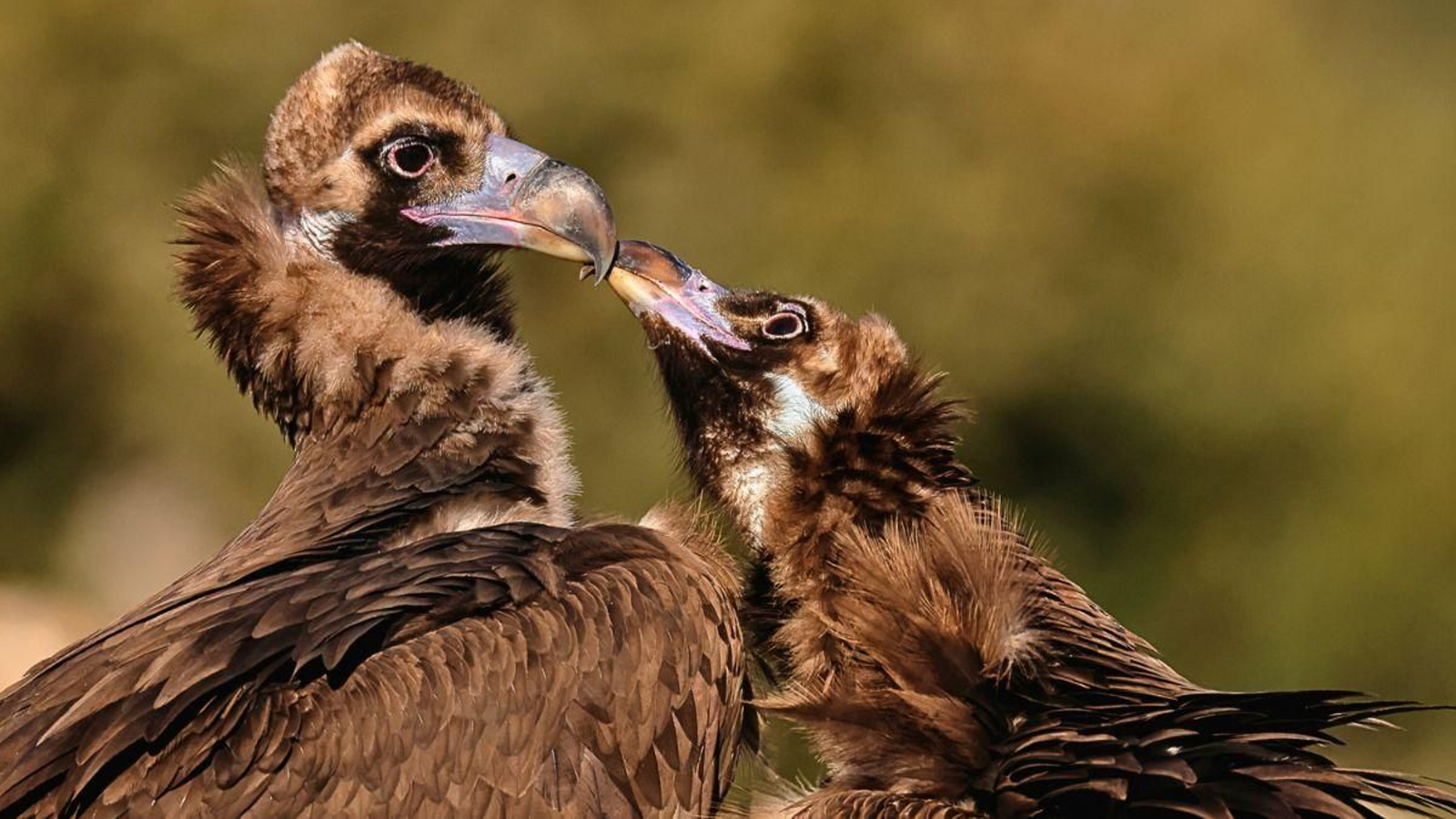 Una pareja de buitres negros, especie que puede verse en el Parque Natural Sierra de Andújar.