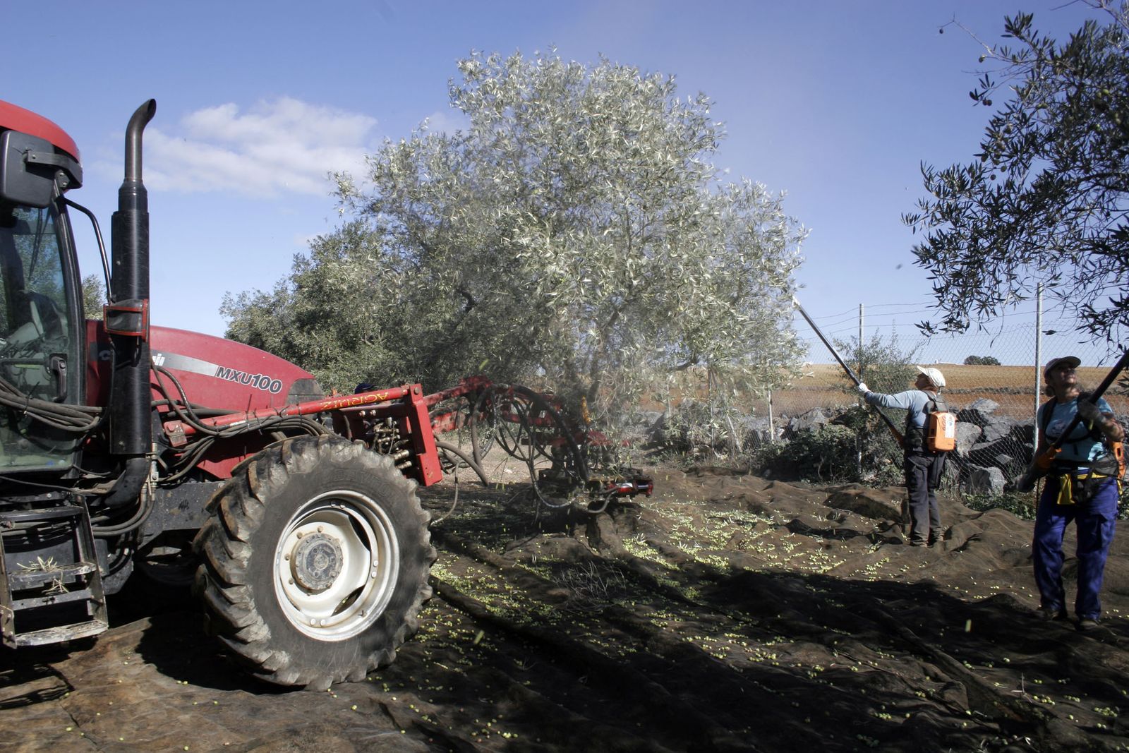 Recogida de aceituna en un olivar.