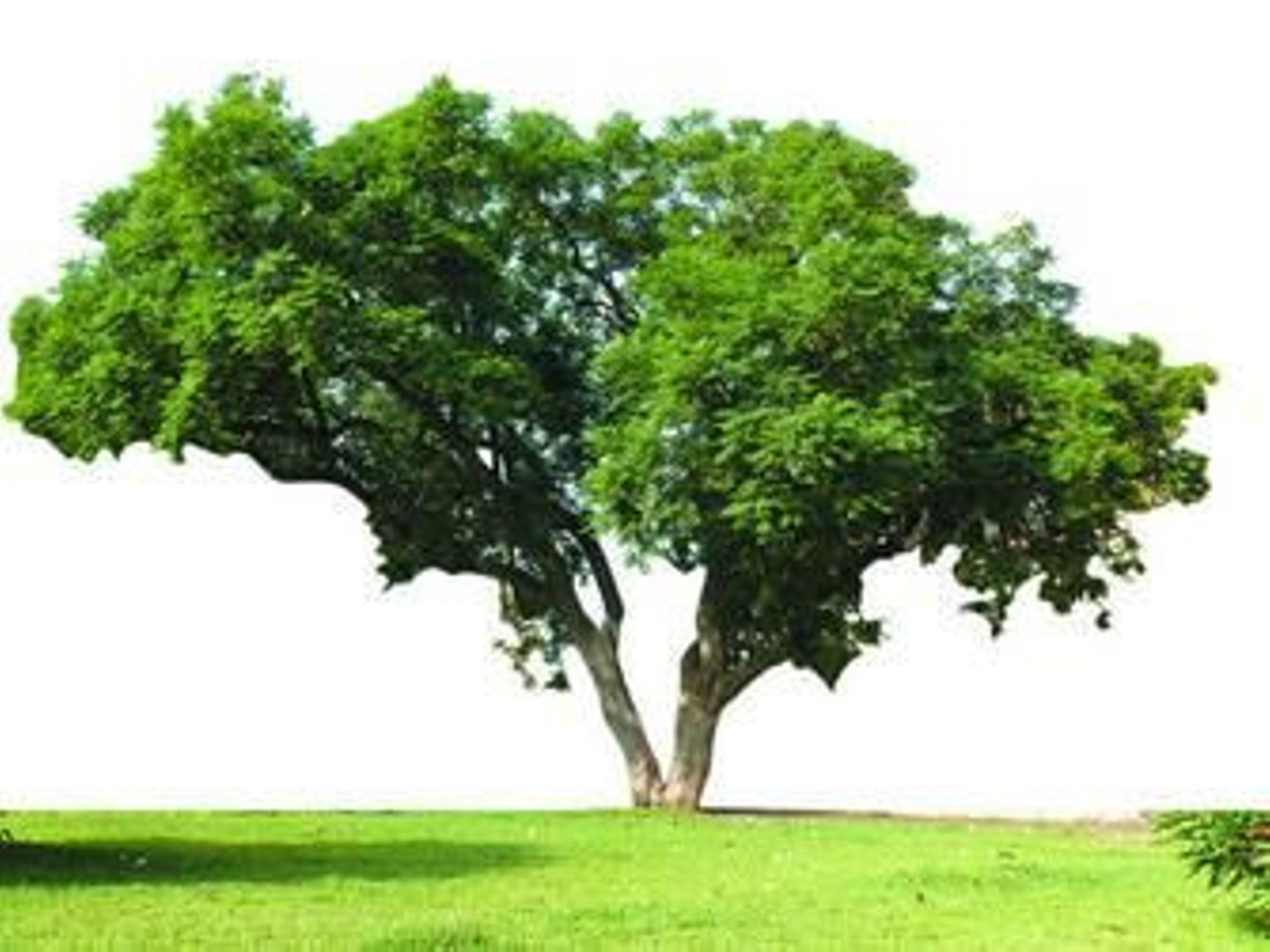 Bajo la sombra de la jacaranda