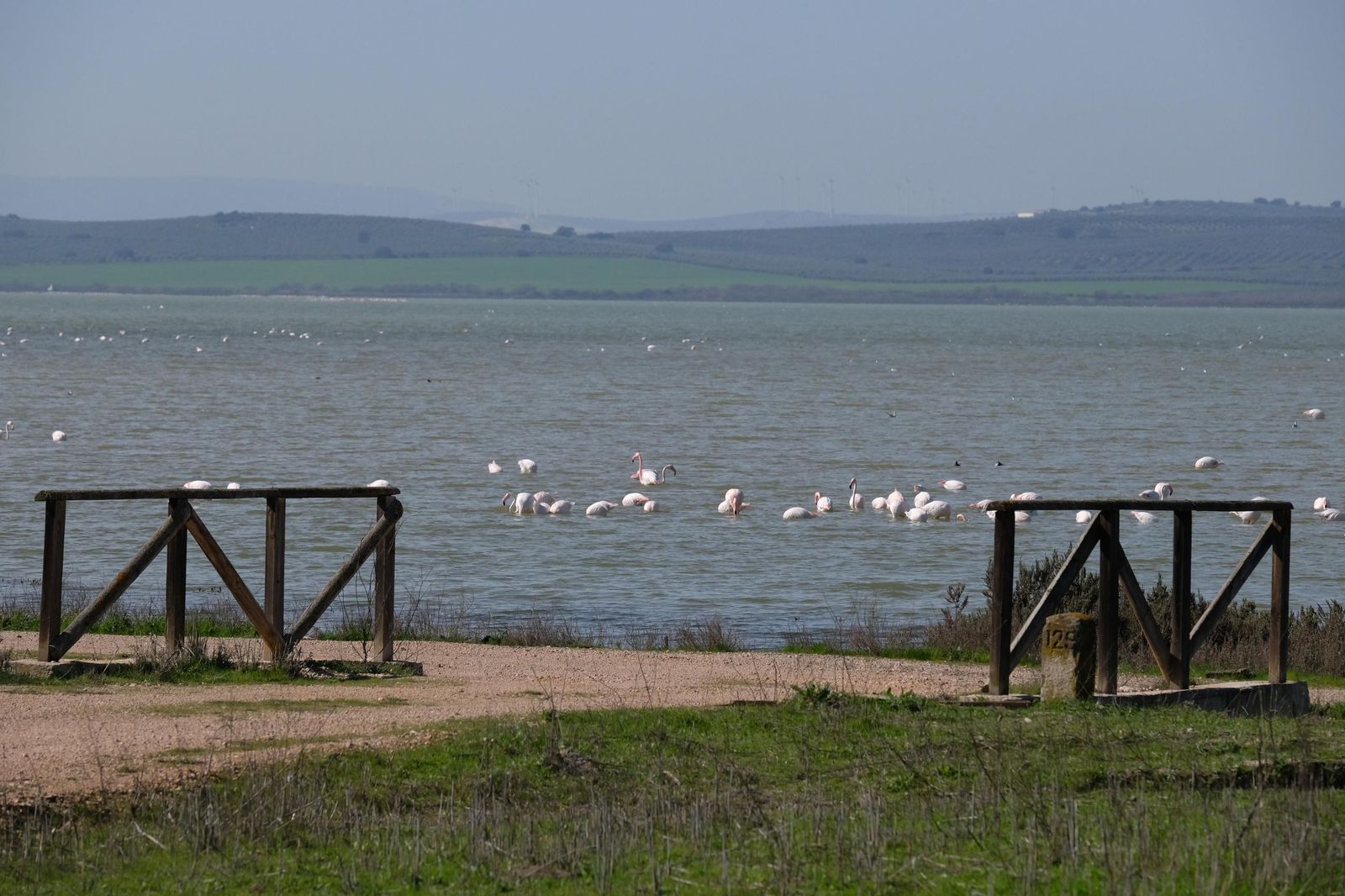 Las lluvias transforman el paisaje en el interior de Málaga, en imágenes