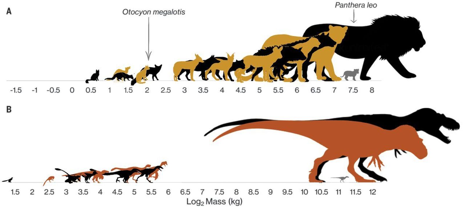 Tamaños de carnívoros mamíferos y de dinosaurios.