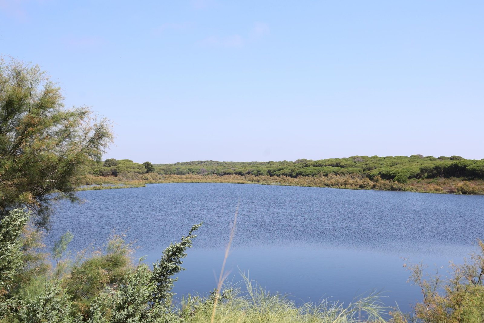Imágenes de la diversa vegetación de las Dunas del Portil