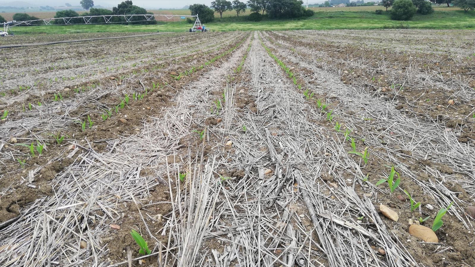 Cultivos en la finca experimental de Rabanales.