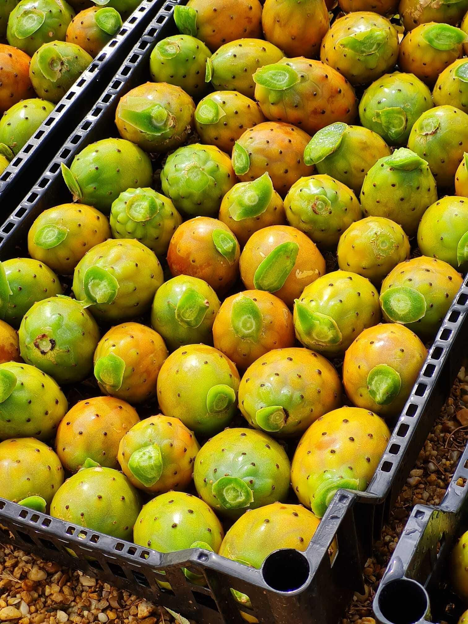 Las pencas de Almería vuelven a producir los chumbos más sabrosos