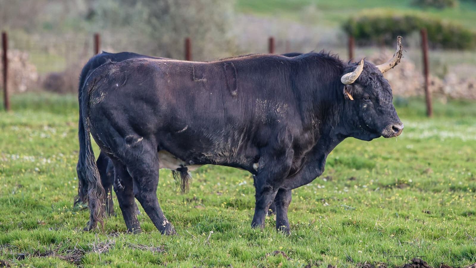 Ejemplar de José Luis Osborne reseñado para la corrida del 21 de febrero.