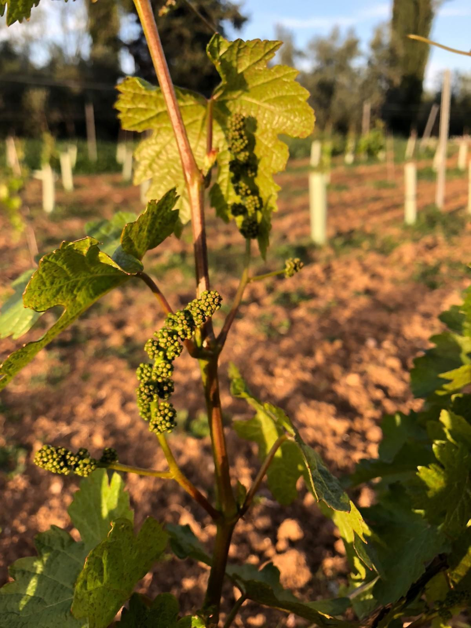Las fotografías de la primavera en la Campiña de Córdoba