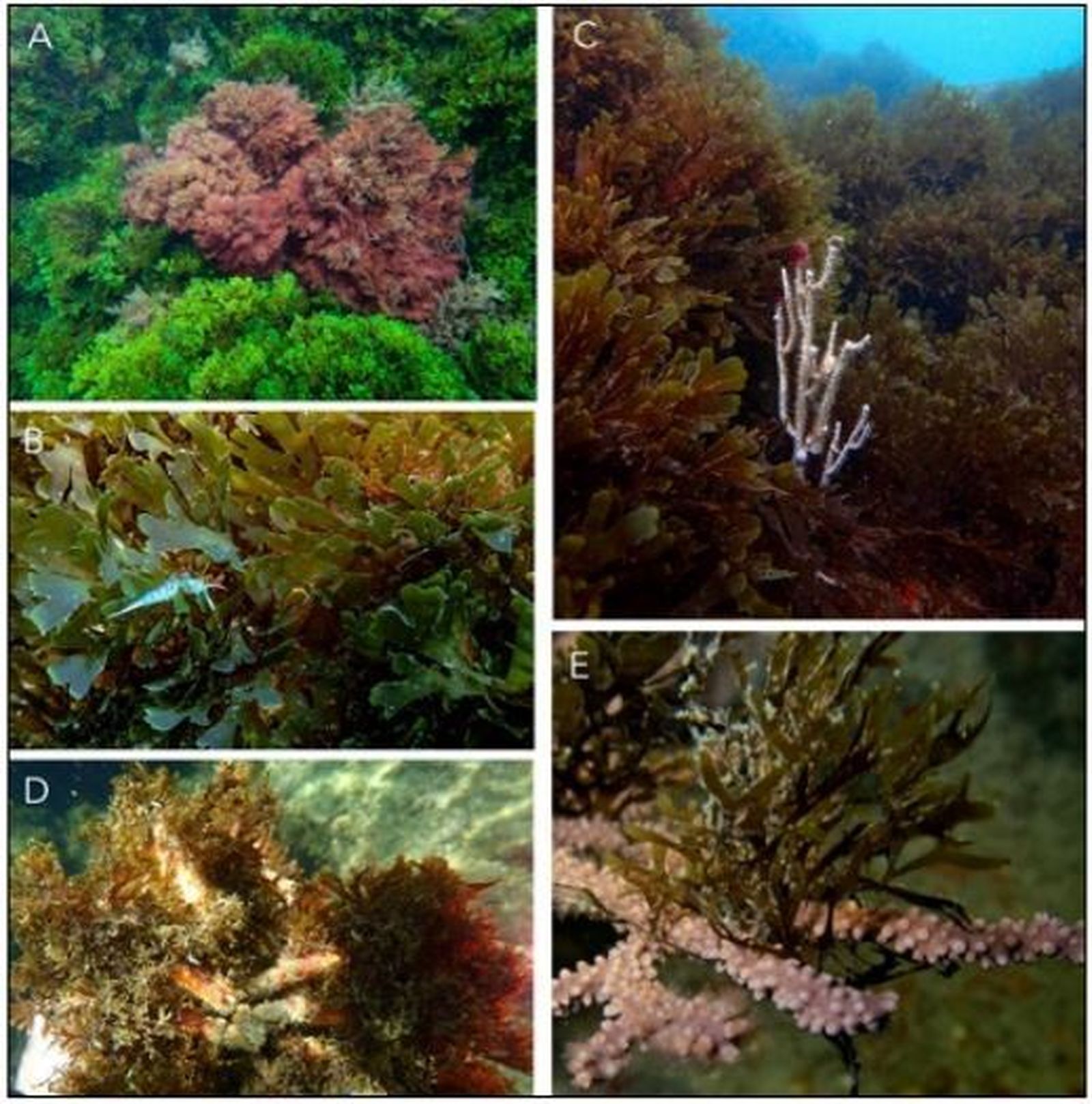 A) S. coronopifolius, A. armata y R. okamurae  en los fondos someros de la isla de Tarifa (año 2021); B)  nudibranquio Cratena peregrina sobre poblaciones de  R. okamurae en sustratos horizontales completamente  monopolizados por la especie invasora; C) colonia de  Eunicella singularis residente en sustratos rocosos  donde se ha producido una sustitución generalizada de  la comunidad de macroalgas en los últimos cinco años; D) ejemplar de Maja squinado completamente epifitado  por R. okamurae. E) talo de R. okamurae enganchado en rama de Eunicella labiata, con pólipos  retraídos en las zonas de contacto.
