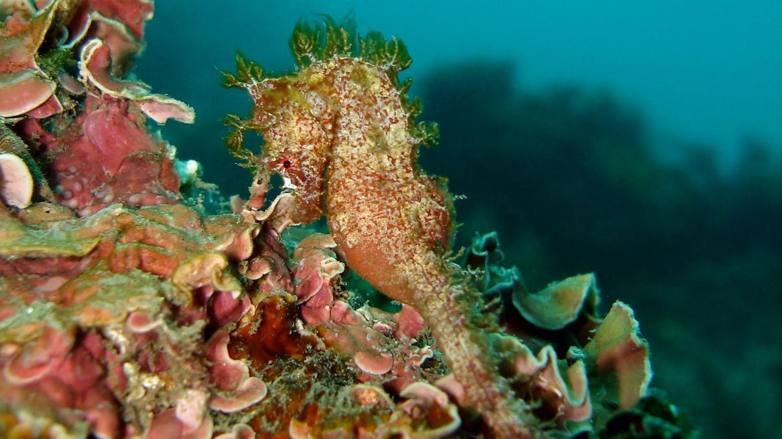 Los caballitos de mar se mimetizan con su entorno.