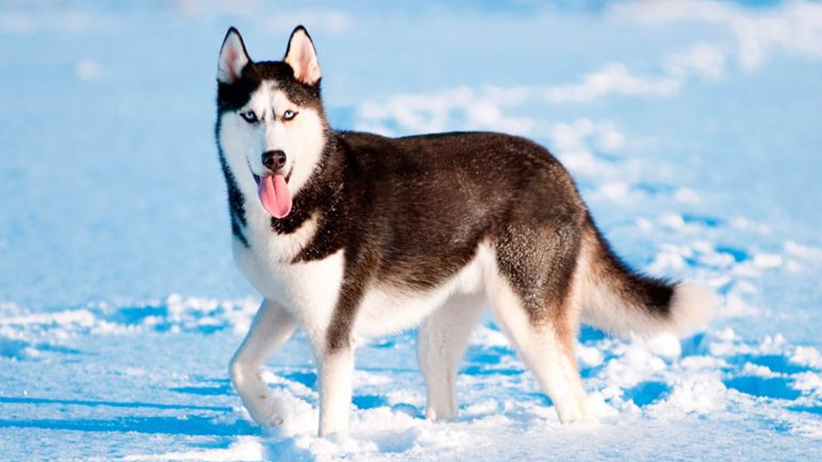 husky siberiano