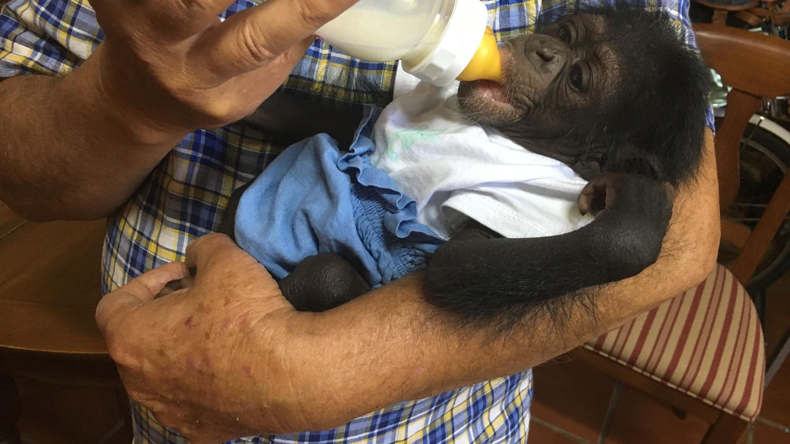 El chimpancé será reintroducido, poco a poco, en el grupo de esta especie de monos que habita en la Reserva Natural de El Castillo de las Guardas.