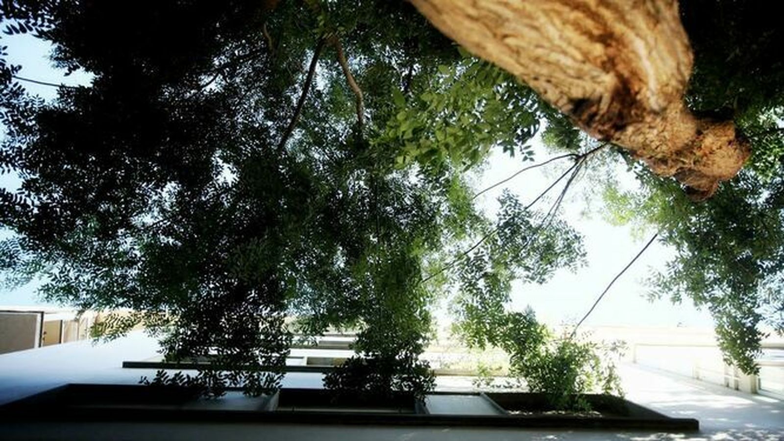 Ramas de los árboles que prácticamente entran en una vivienda.