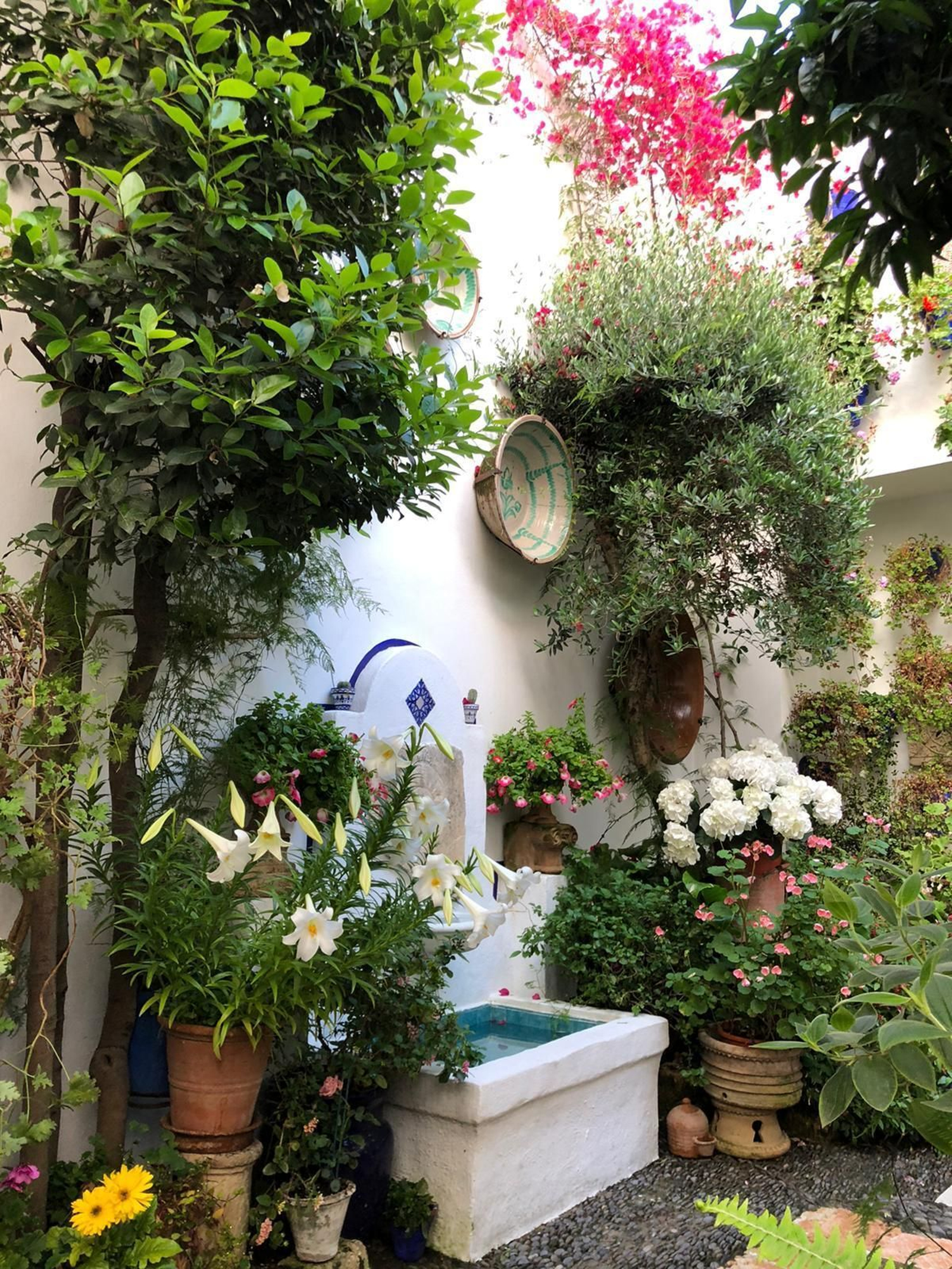 Las fotos de los Patios de Córdoba en este atípico mes de mayo