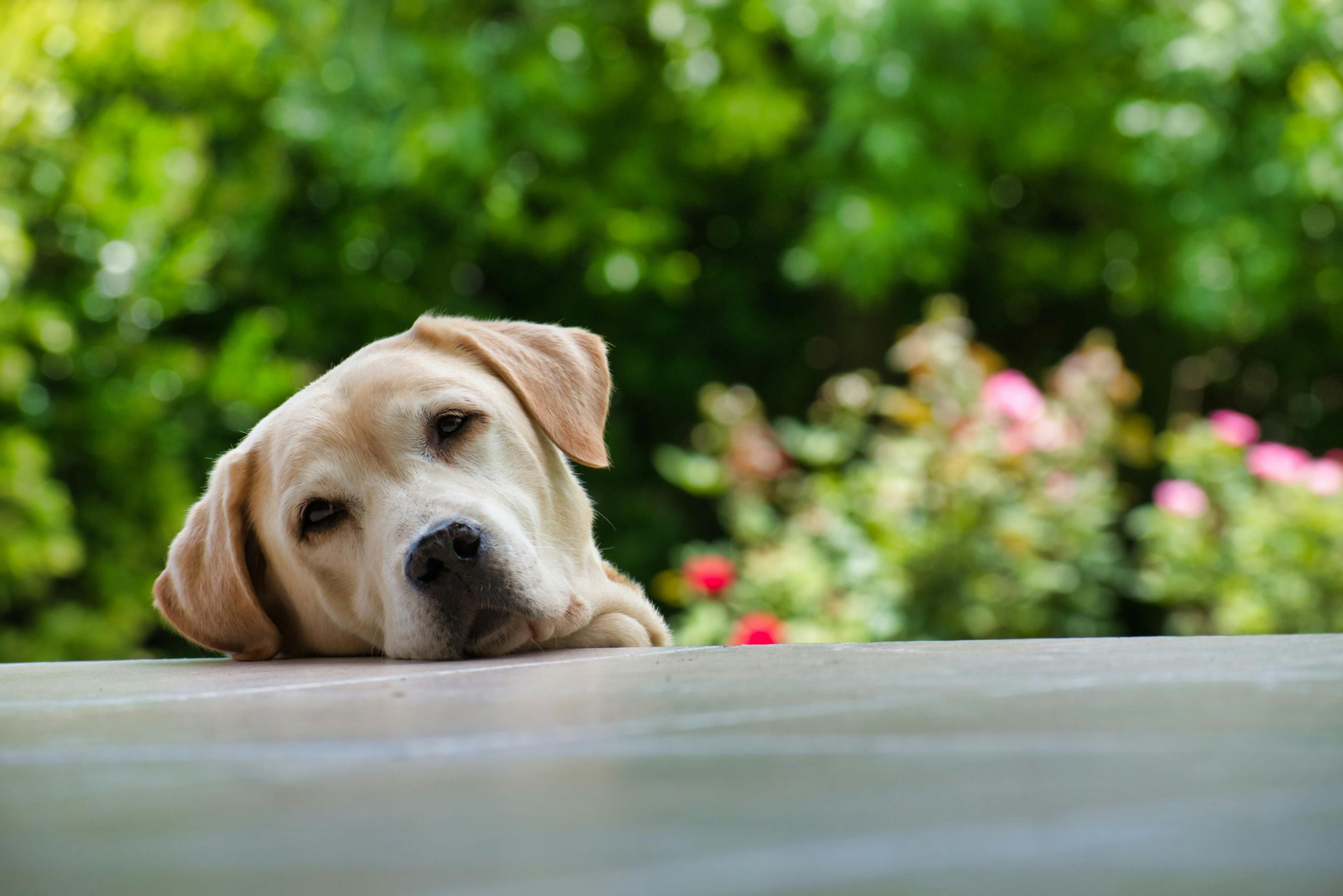 Despedirse de una mascota: el doloroso momento y el duelo de la pérdida Despedirse de una mascota: el doloroso momento y el duelo de la pérdida