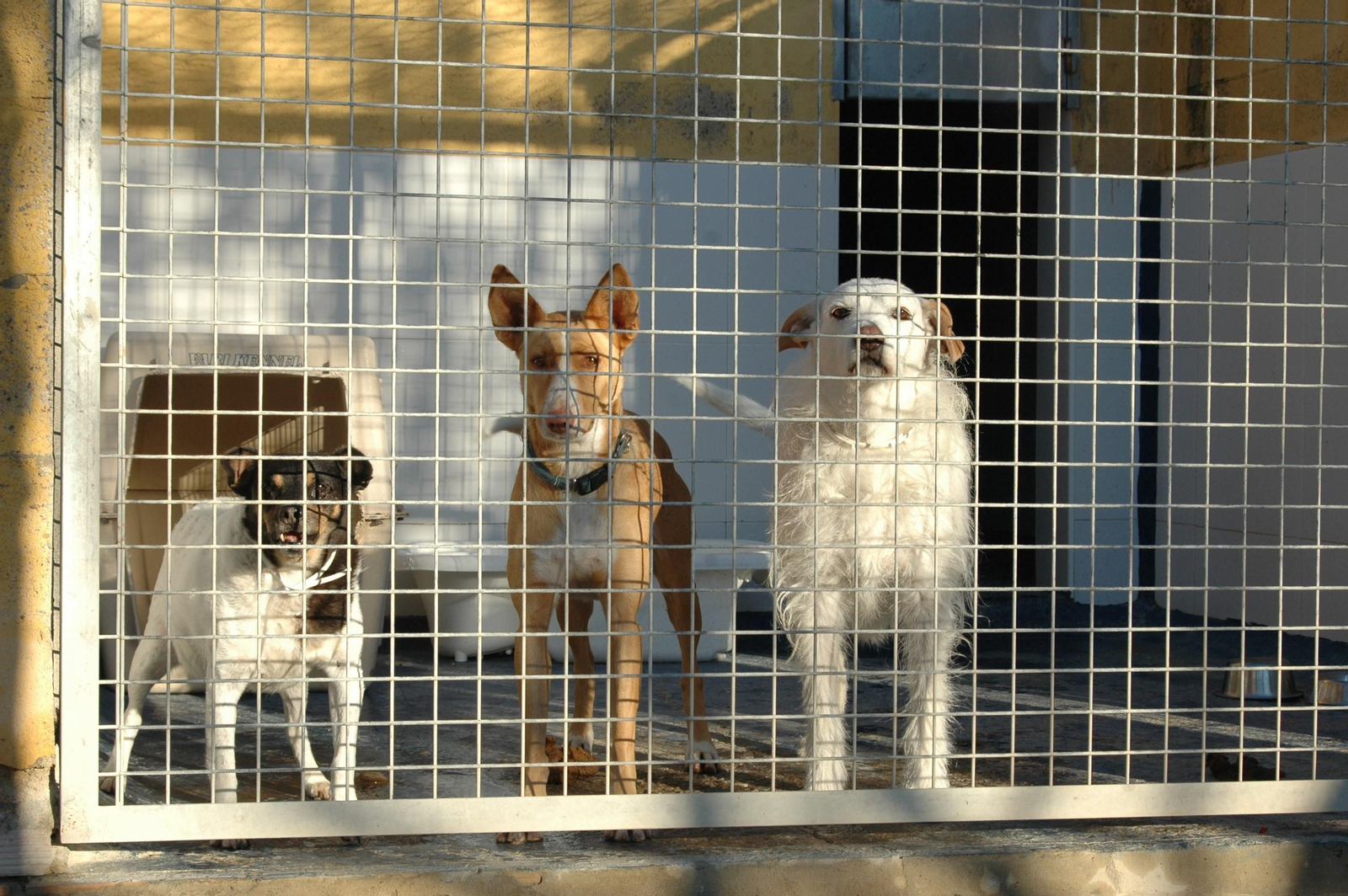Perros en una protectora.
