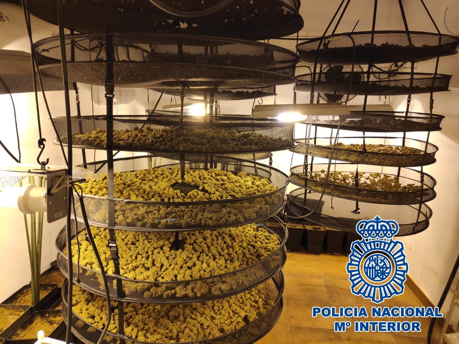 Instalación para el secado de los cogollos