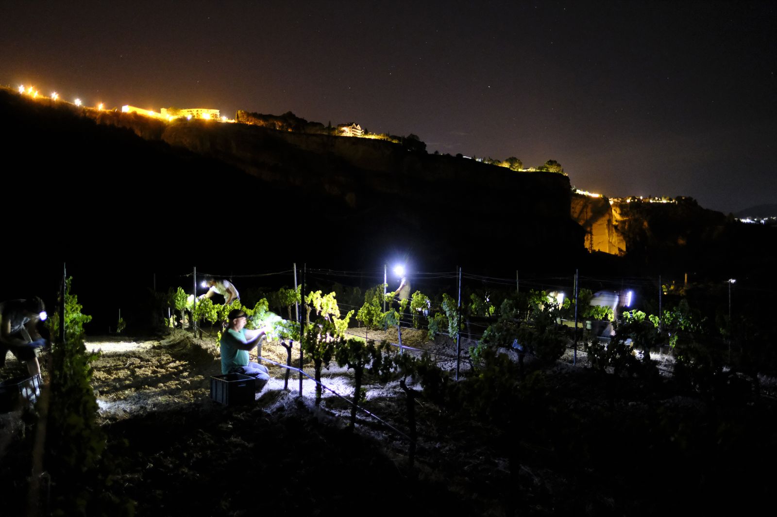 Vendimia nocturna en Ronda, en fotos