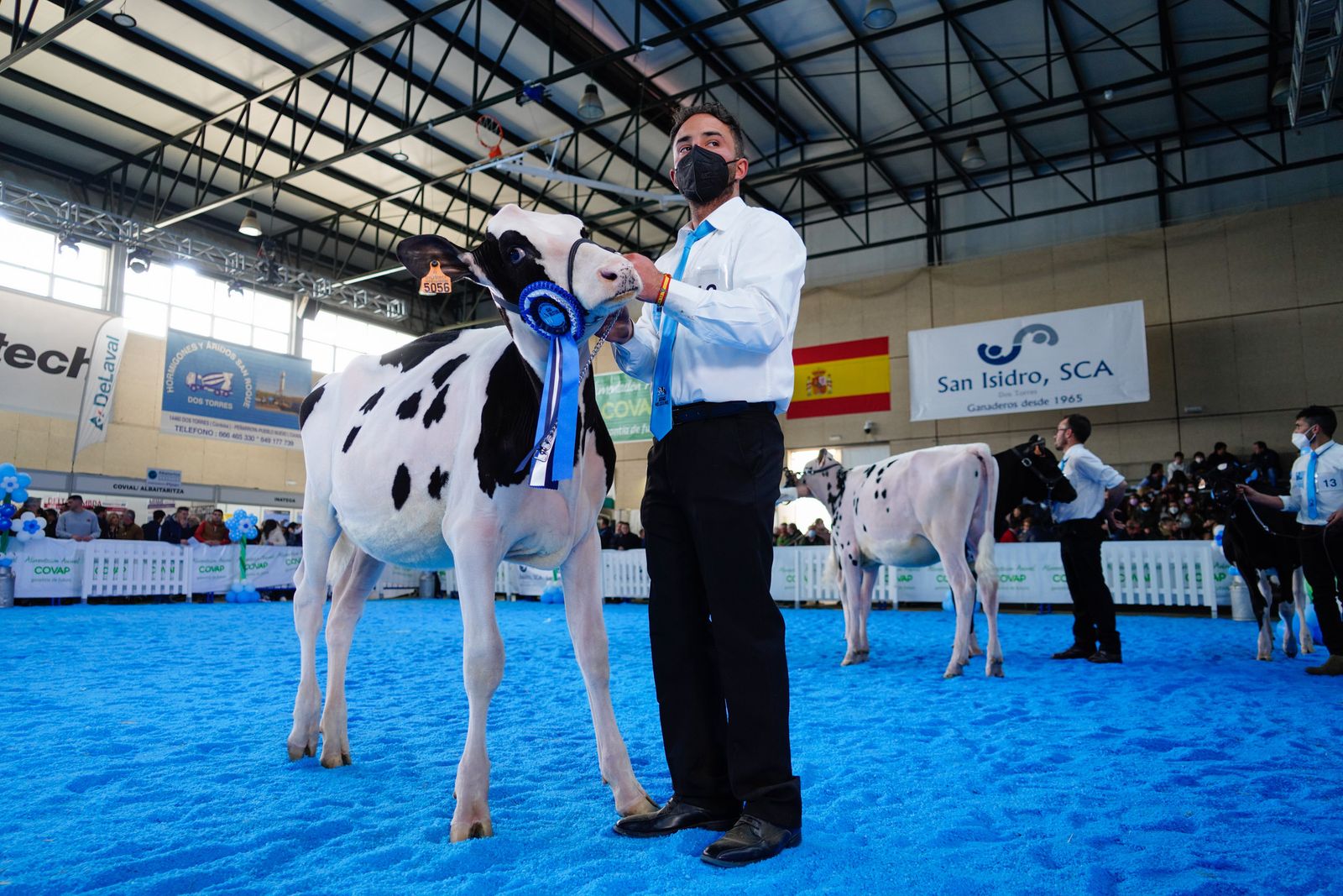 La Feria de Ganado Frisón Usías Holsteins de Dos Torres, en fotografías