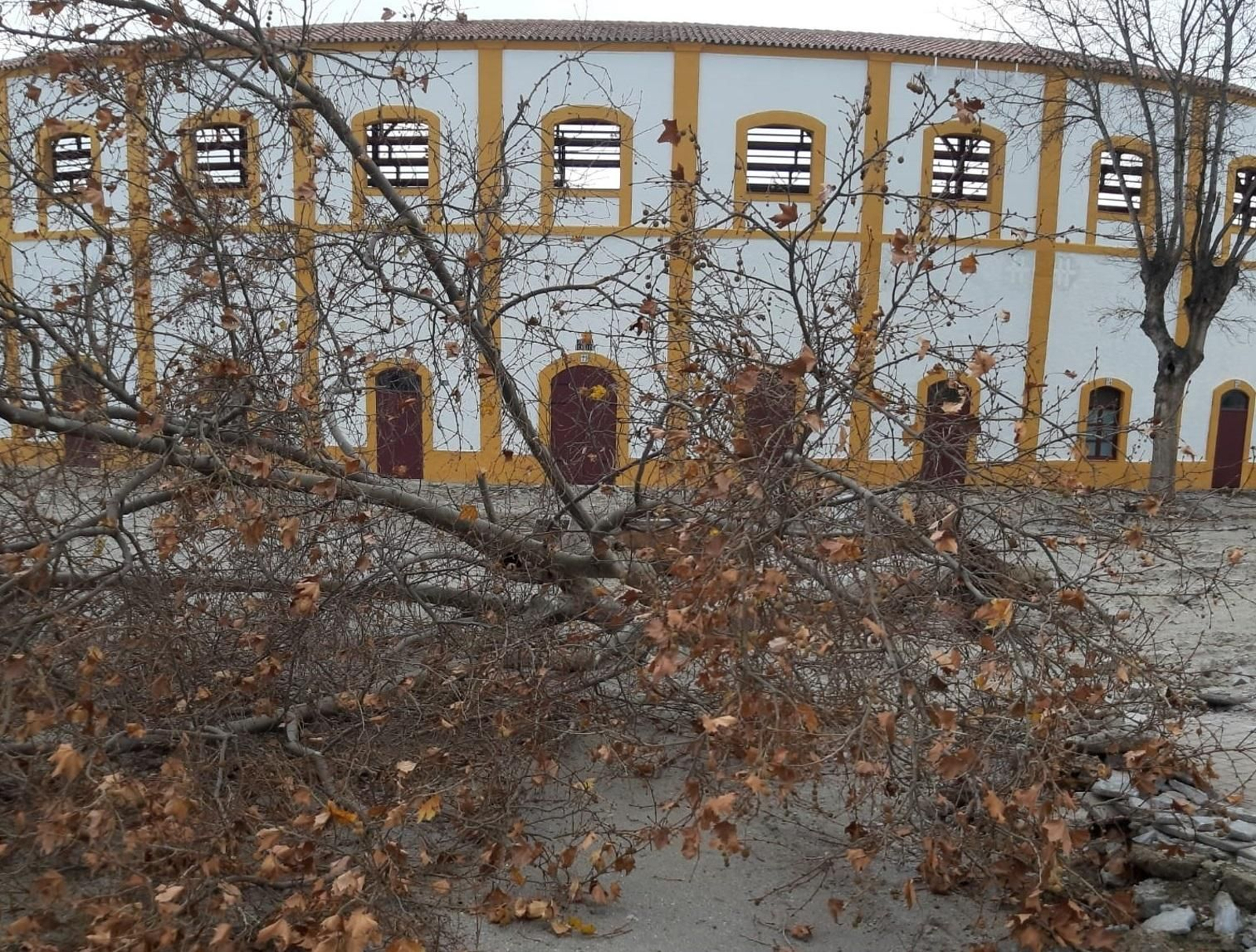 Árbol derribado a causa del levante.