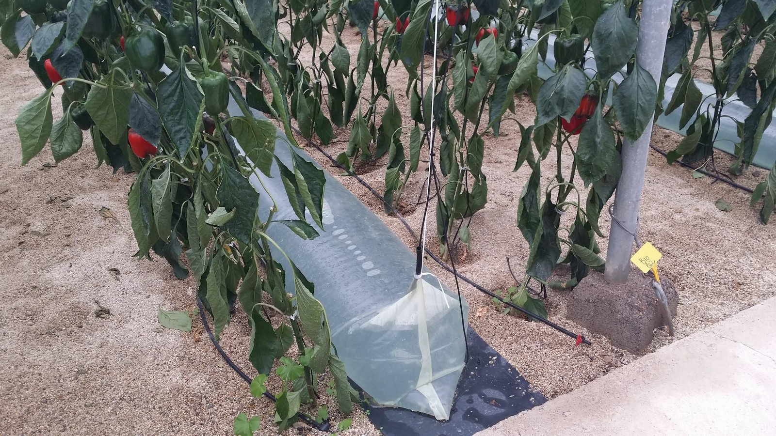 Una red de investigación pública volcada en el desarrollo agrario Una red de investigación pública volcada en el desarrollo agrario