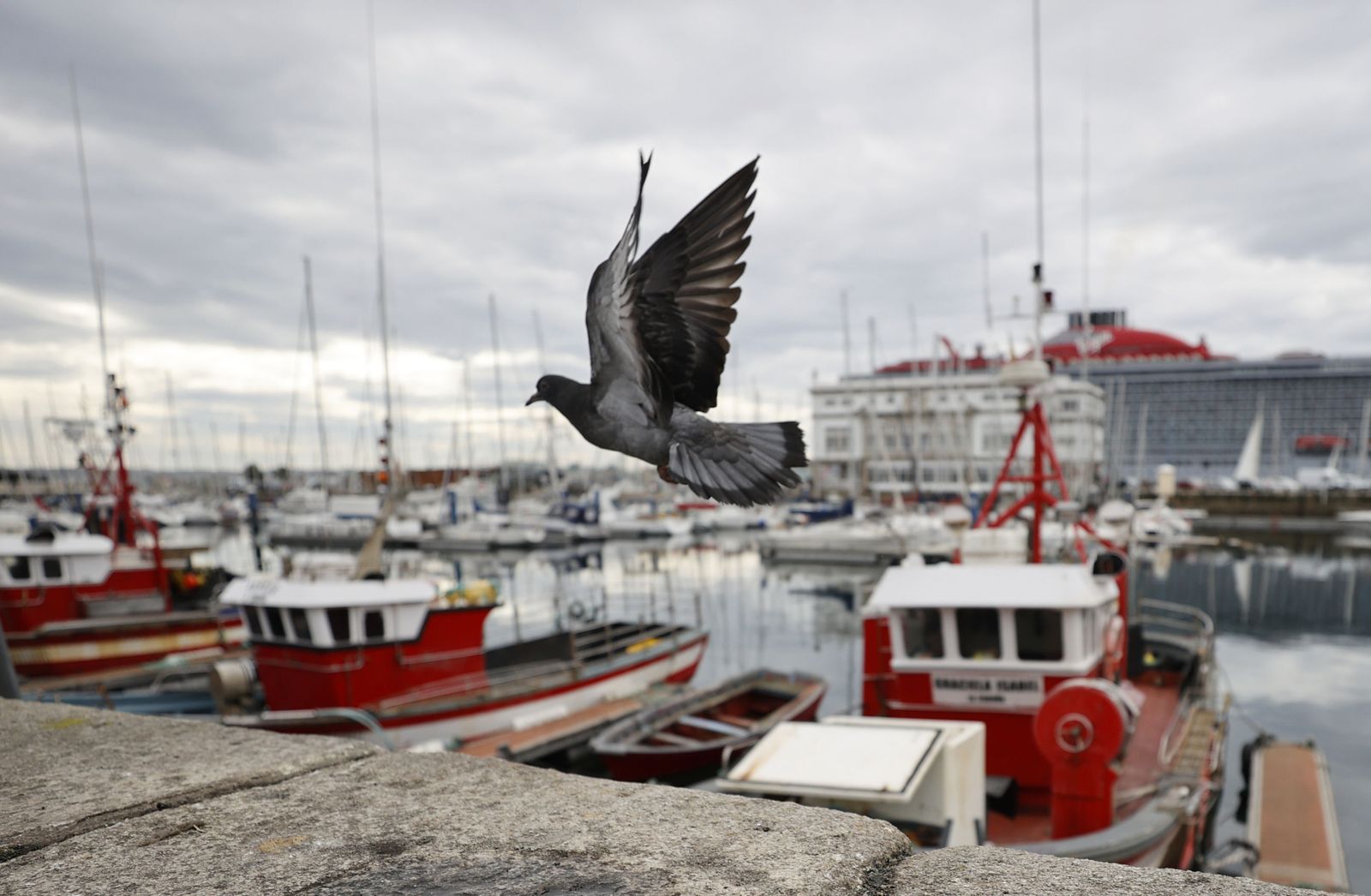 Barcos de pesca amarrados en el puerto de La Coruña