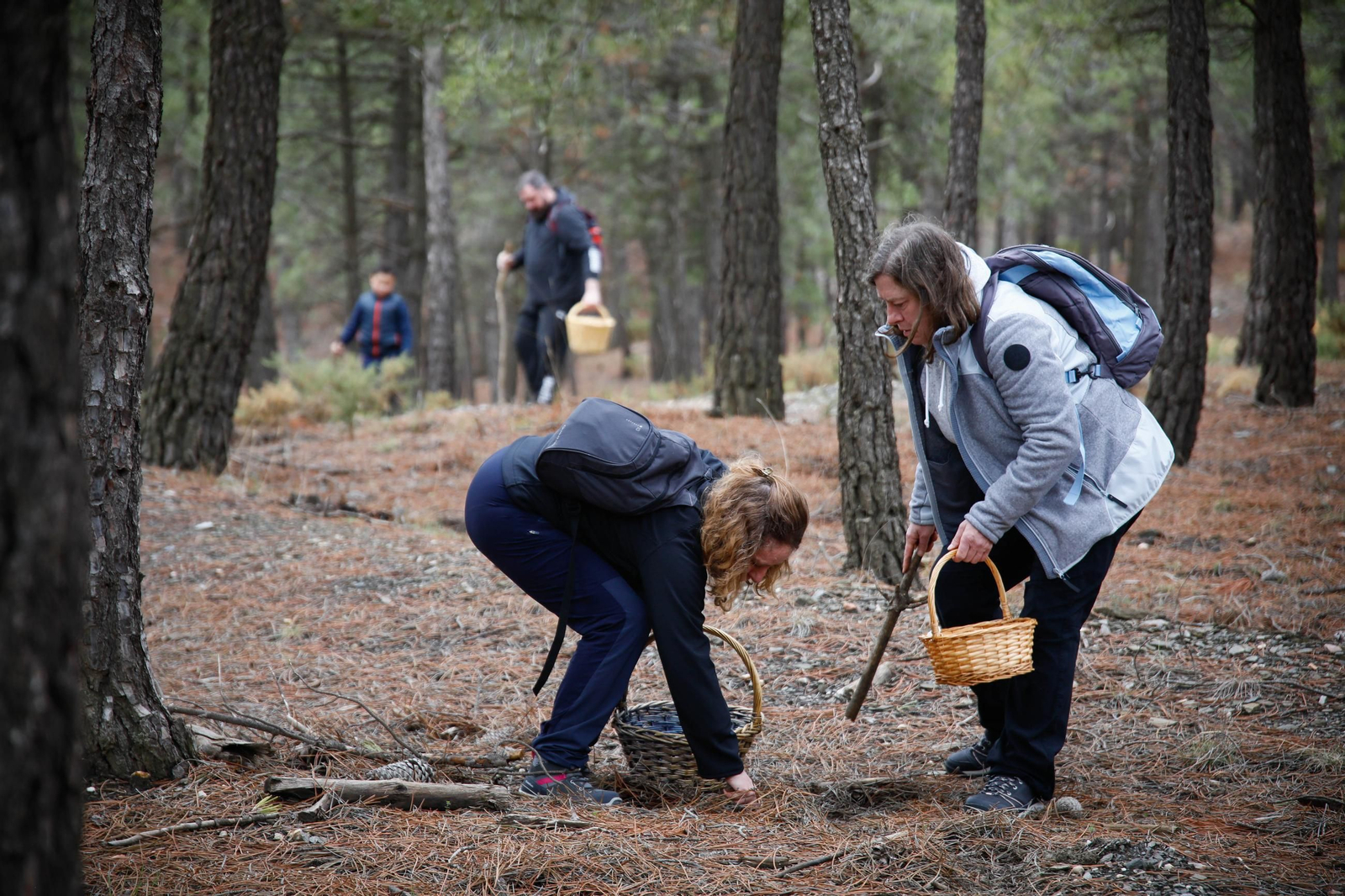 La ruta recolectora de setas en Abla por las XIX Jornadas Micológicas, en imágenes
