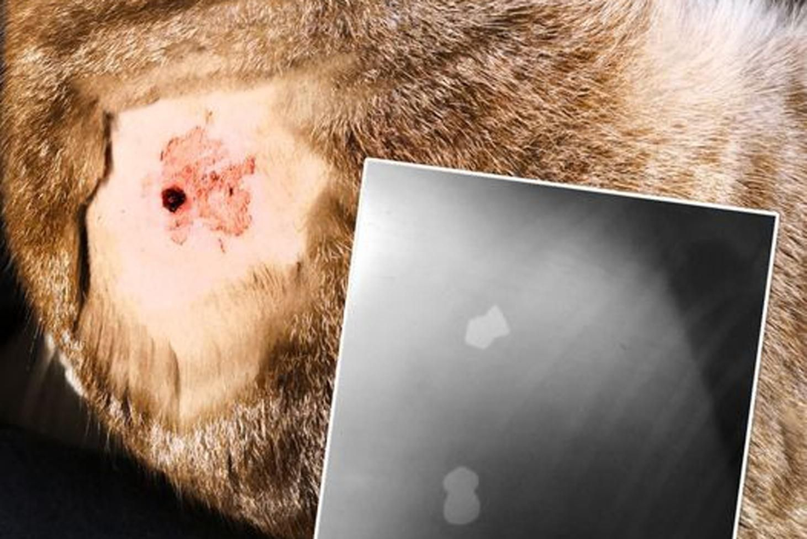 Balines alojados en el cuero de Mokka