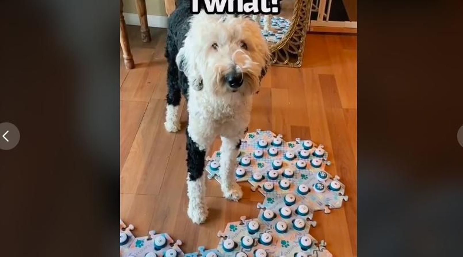 Este perro habla literalmente con su dueña y sus conversaciones son alucinantes