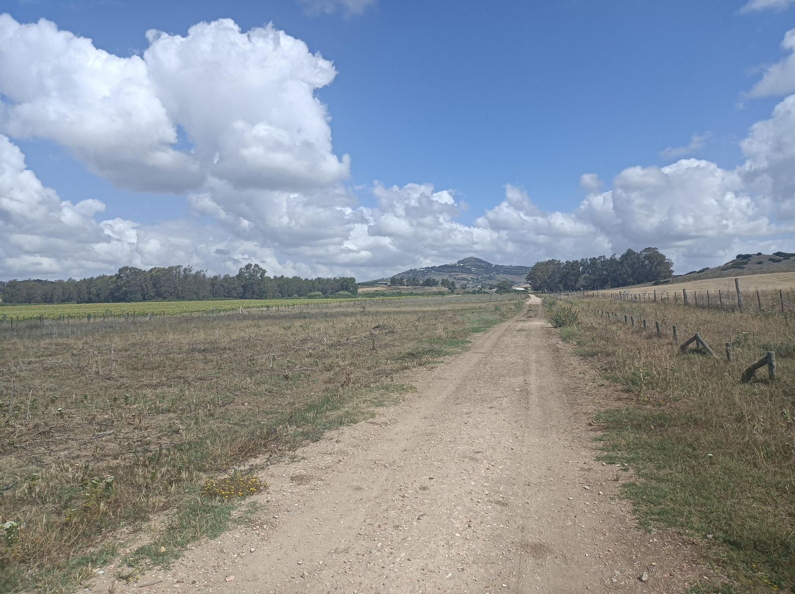 Ya se intuye Medina Sidonia al fondo, sobre la colina.