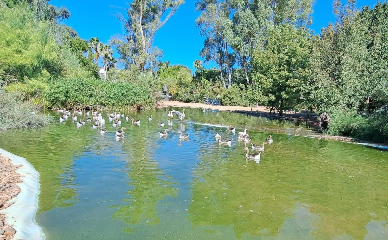 Aves muertas en Sevilla: un centenar halladas en tres parques