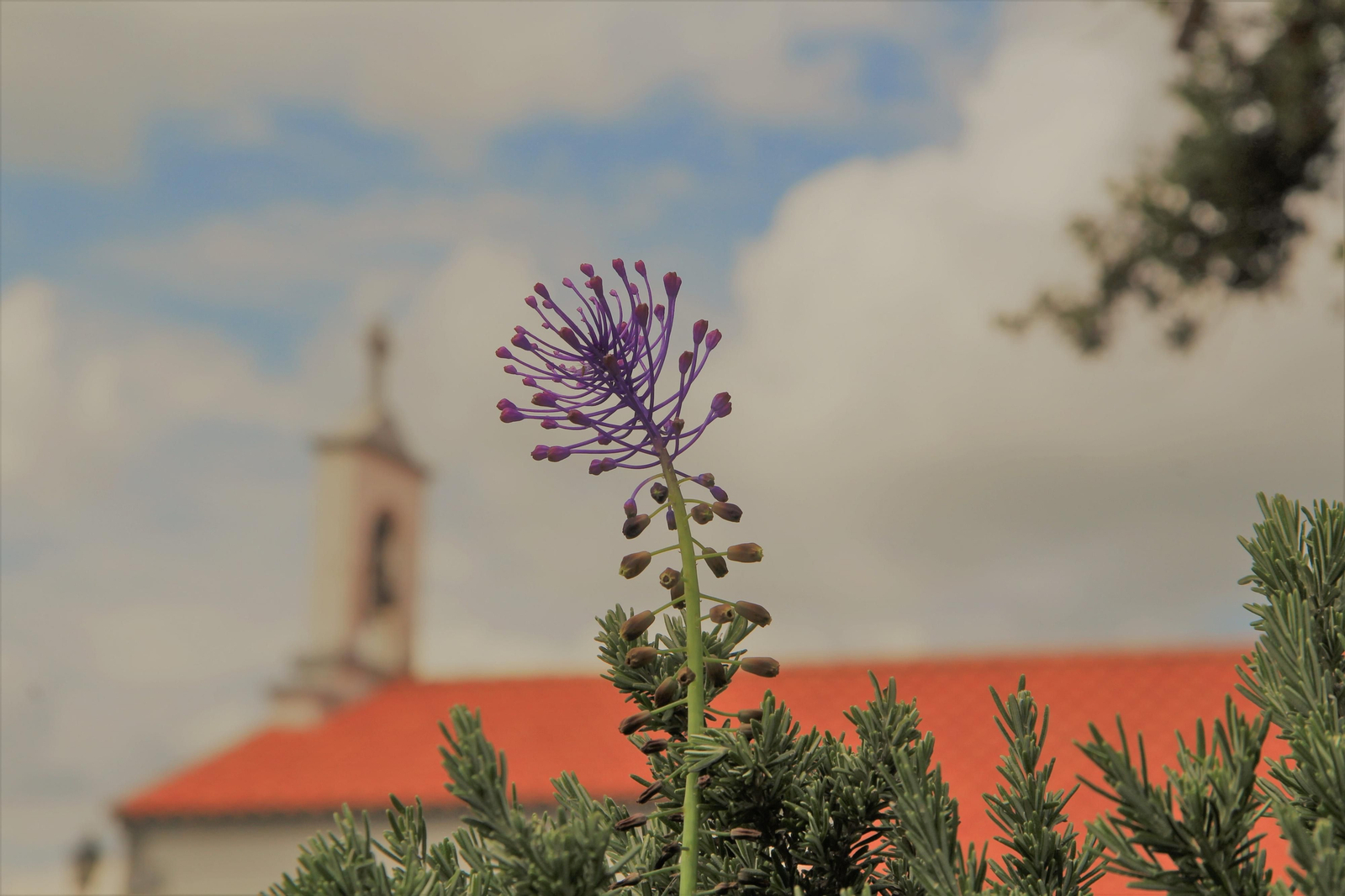 Las fotografías de la primavera en Los Pedroches