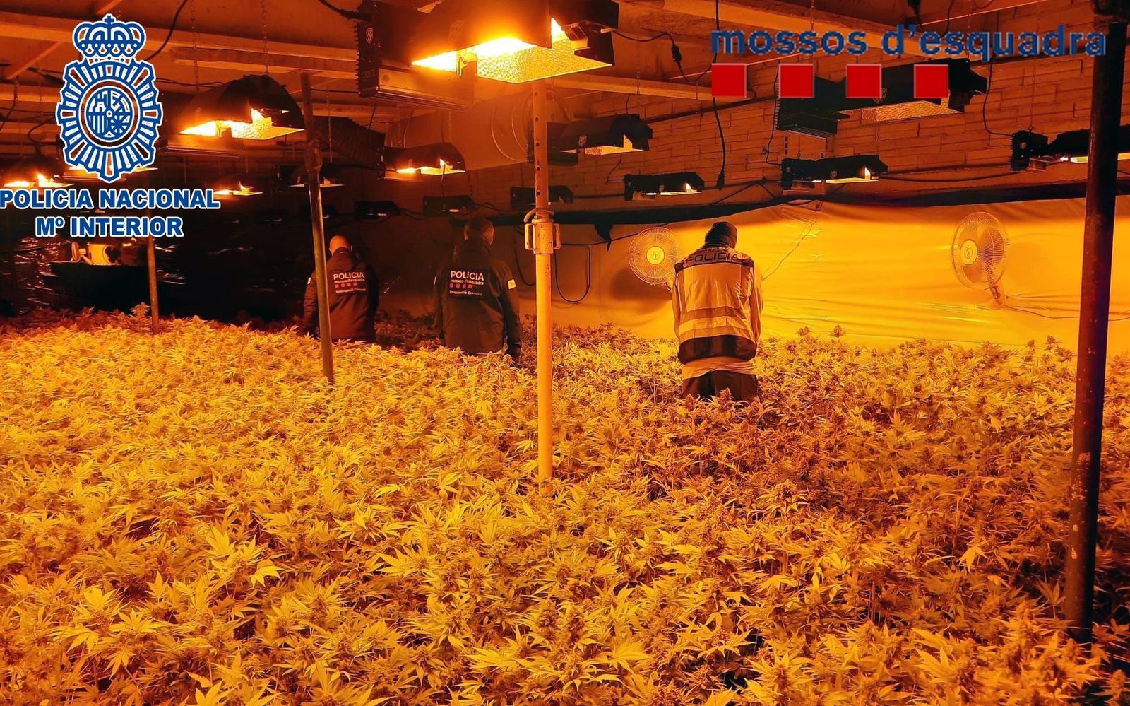 Desmantelan un centro de producción de marihuana en Granada