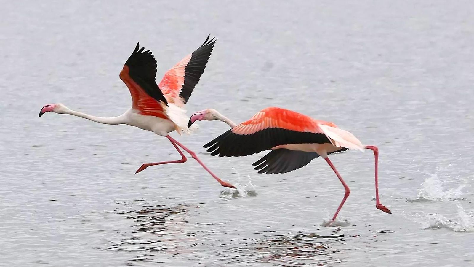 Flamencos en el Paraje Natural Marismas del Odiel Flamencos en el Paraje Natural Marismas del Odiel