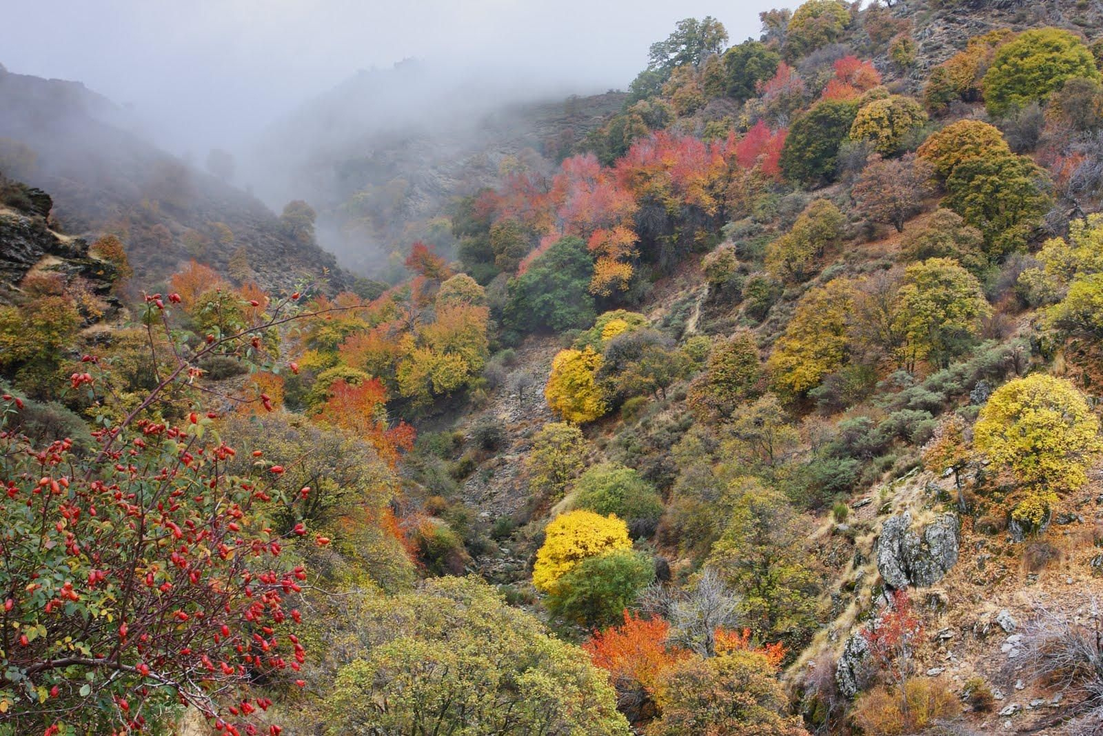 Vista de los bosques de este paraje de Sierra Nevada.