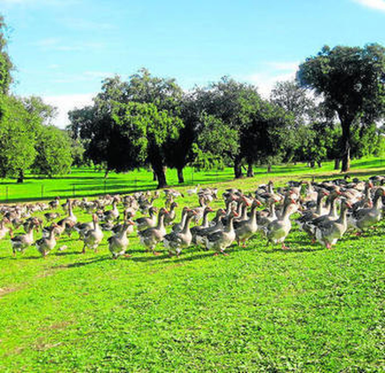 Gansos por las dehesas de Constantina, en la Sierra Norte de Sevilla.
