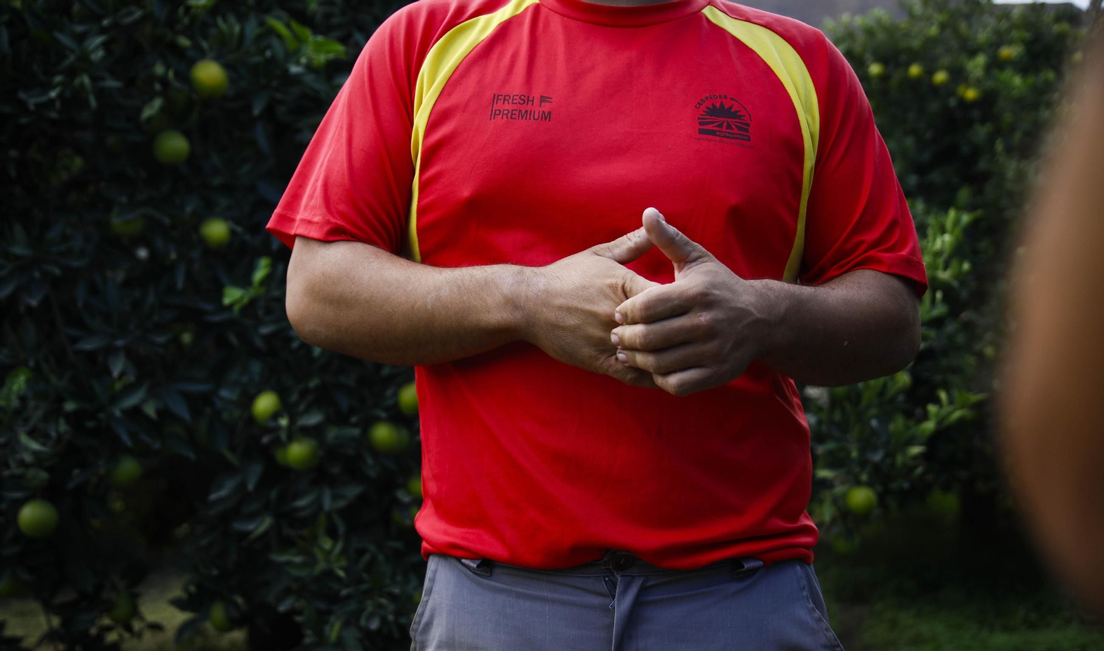 Las naranjas de Íllar, en imágenes