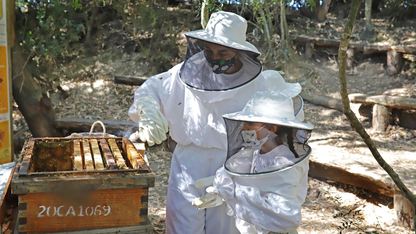 Jerez celebra el Día Mundial de las Abejas Jerez celebra el Día Mundial de las Abejas