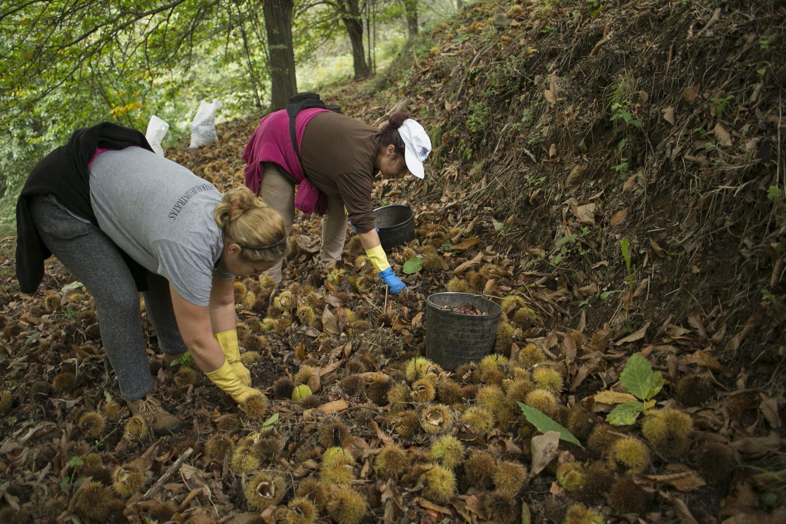 Temporada de castañas en el Valle del Genal
