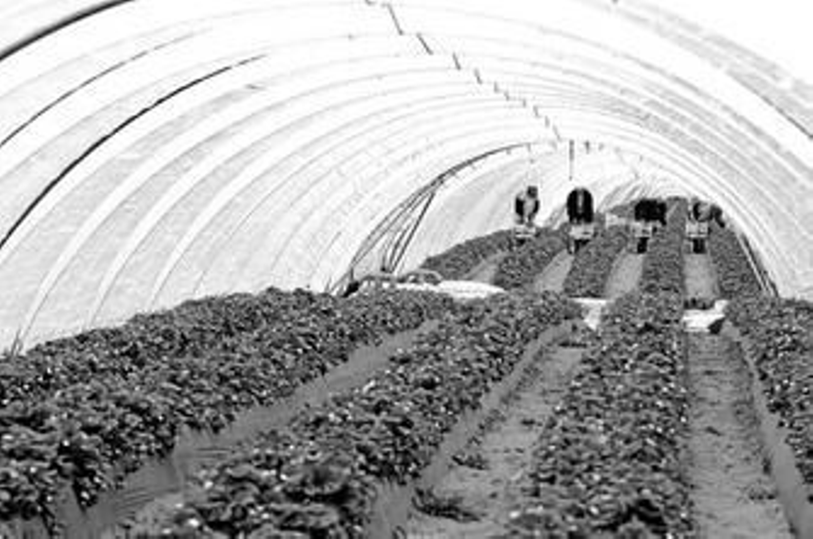 La campaña agrícola de la fresa llega a emplear durante la recolección a cerca de 90.000 temporeros.