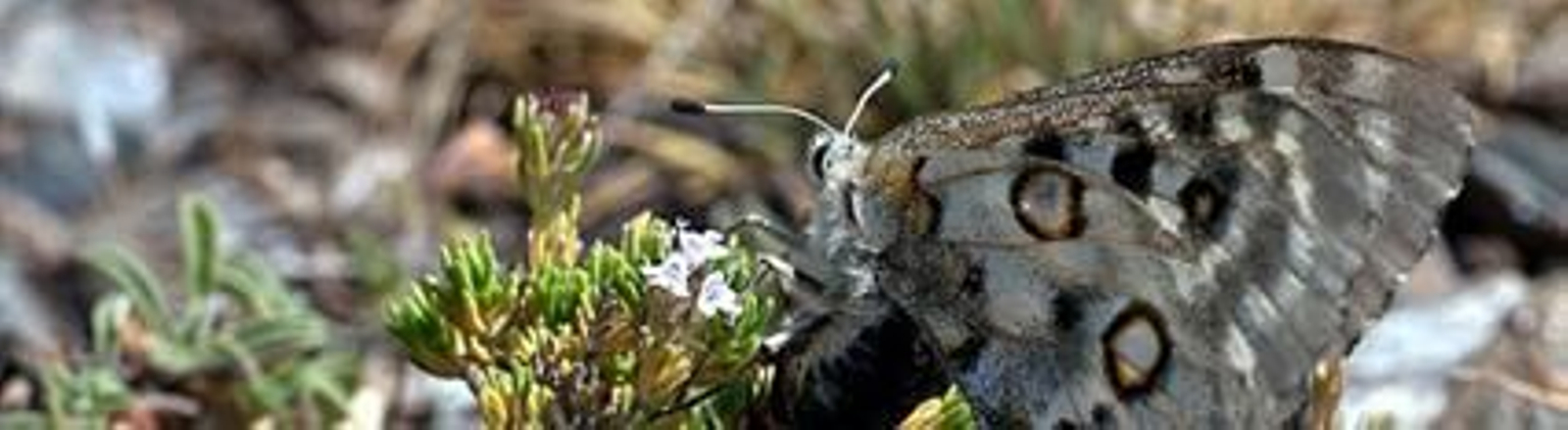 Localizan en la Sierra de Baza una especie de mariposa desaparecida en 1993